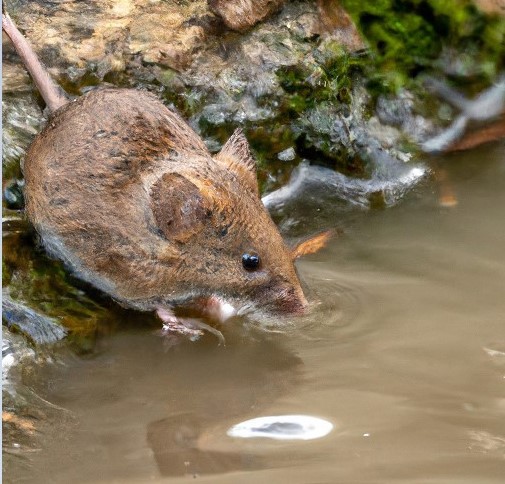 Rats contaminate the river water with their urine